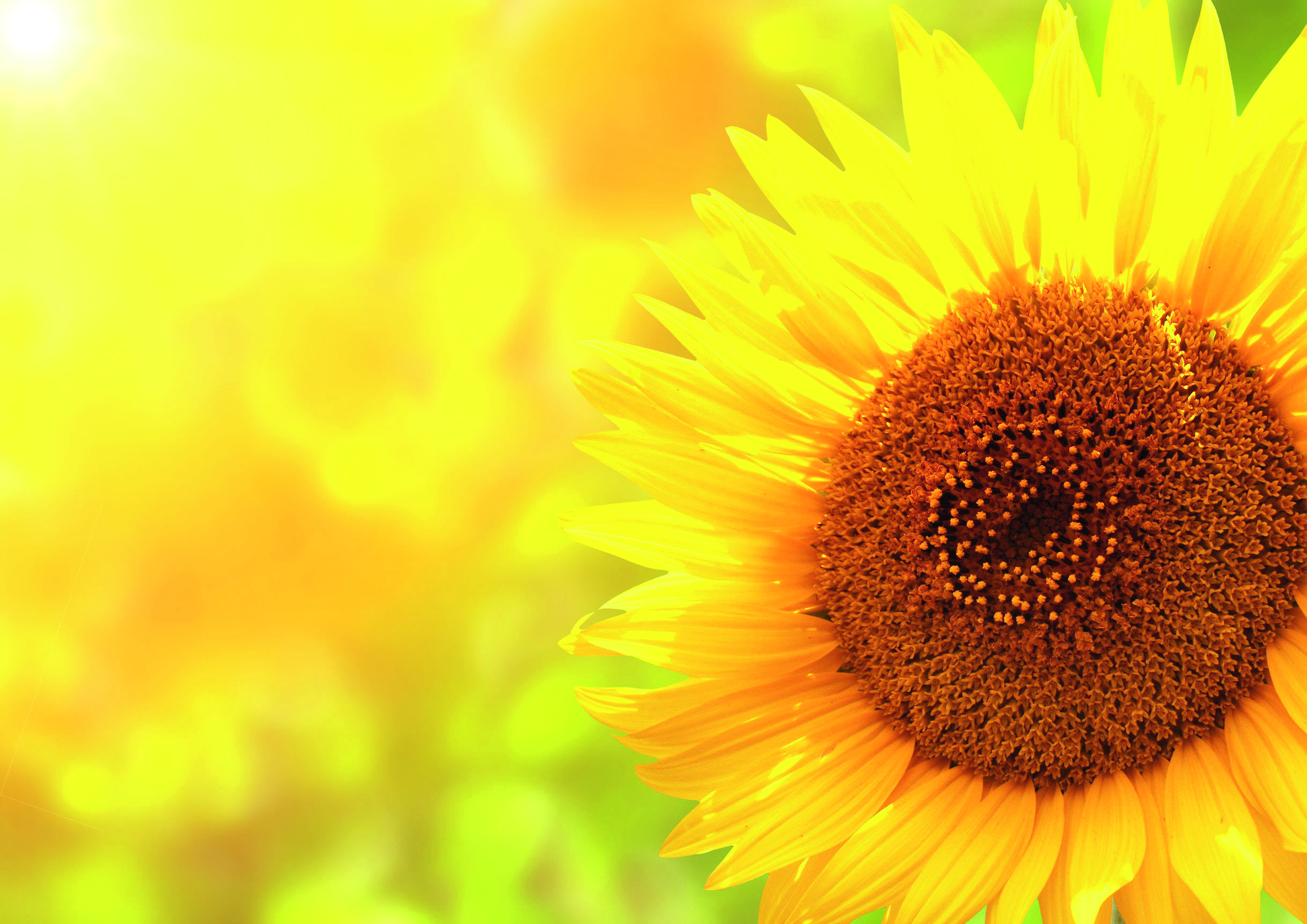 Nahaufnahme einer leuchtend gelben Sonnenblume vor einem sonnigen, verschwommenen Hintergrund in warmen Gelb- und Grüntönen. Die Szene strahlt Sommer, Wärme und Lebensfreude aus.